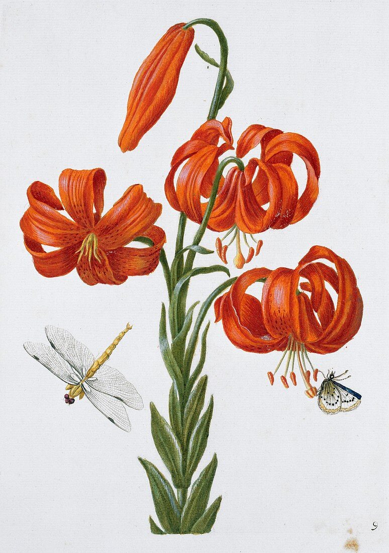 Flowers and insects,17th century artwork