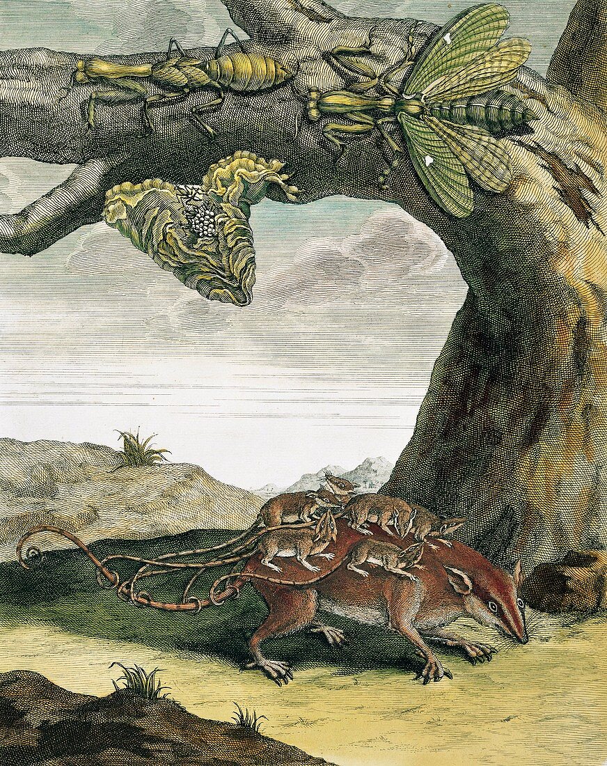 Mantid and opossum,18th century