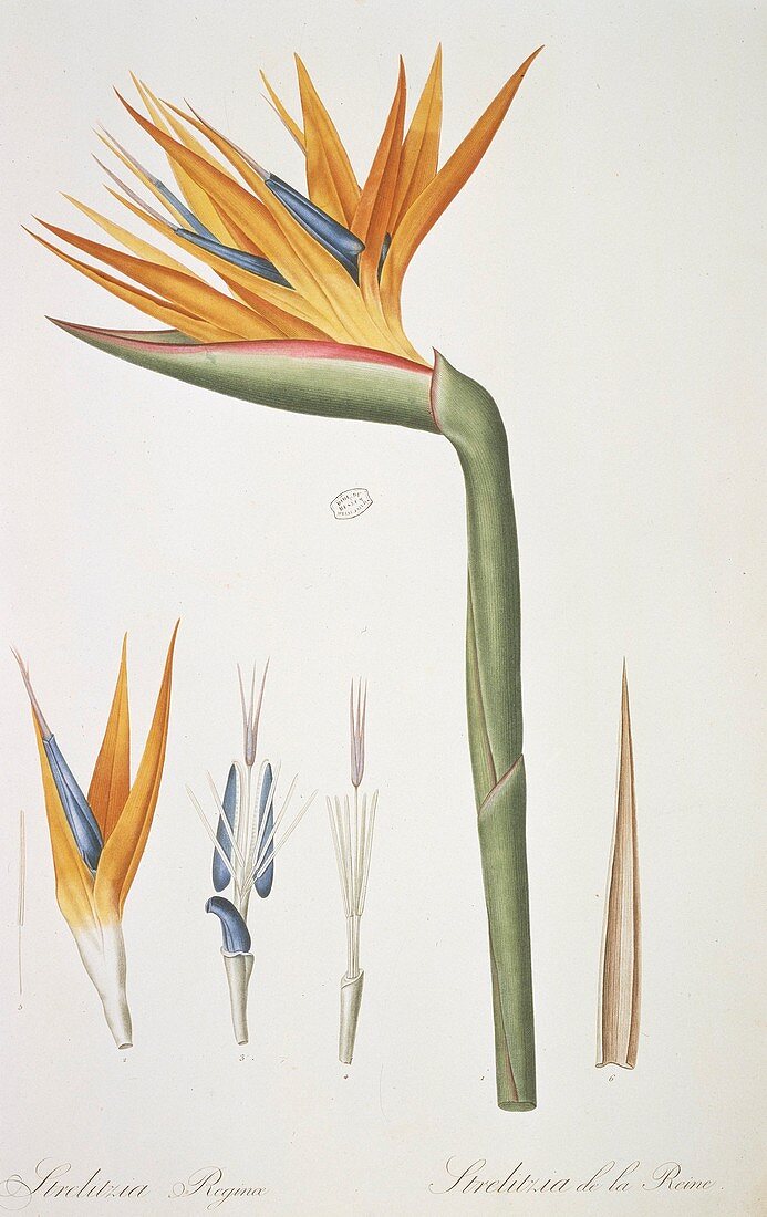 Bird-of-paradise (Strelitzia reginae)