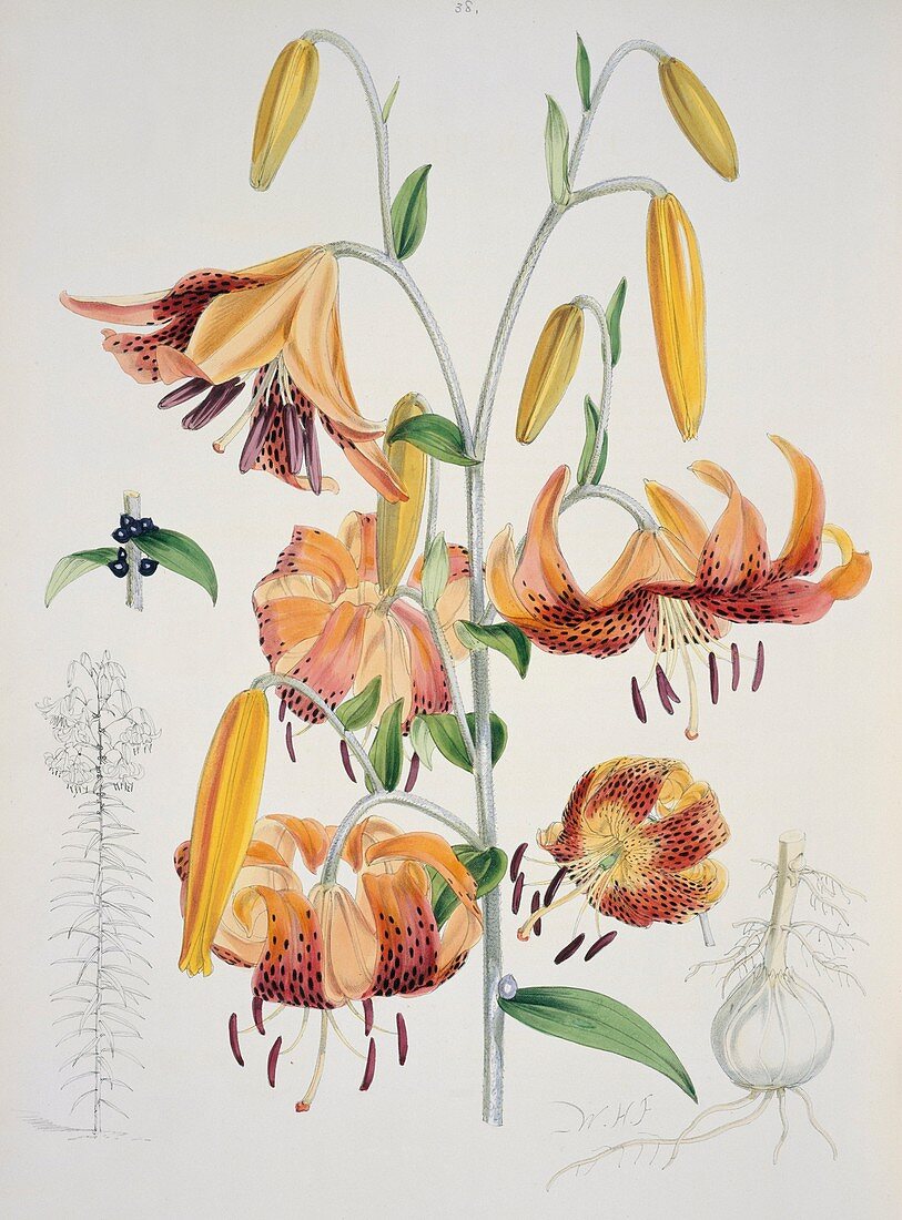 Tiger lilies (Lilium tigrinum),artwork