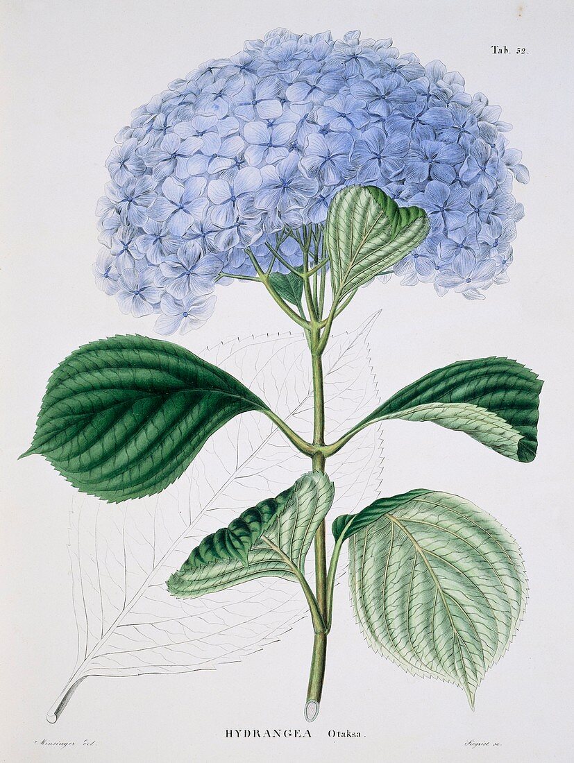 Hydrangea macrophylla 'Otaksa',artwork