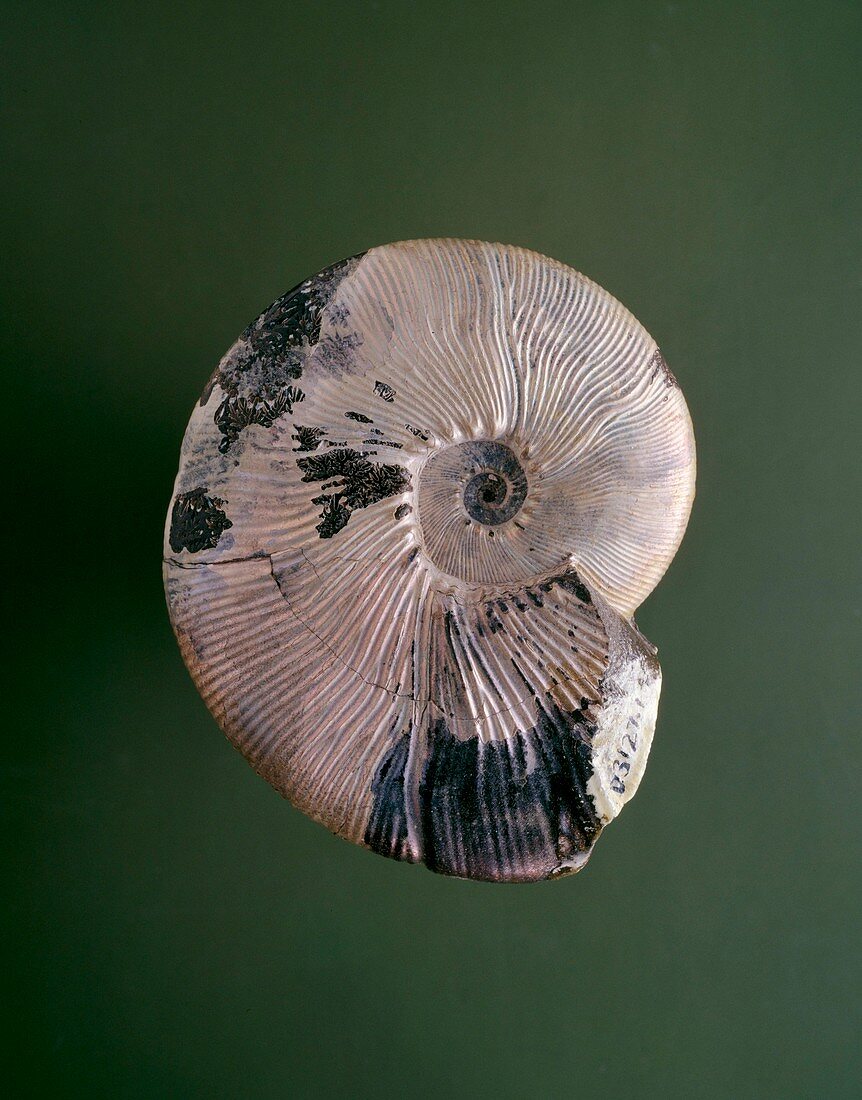 Maorites ammonite fossil