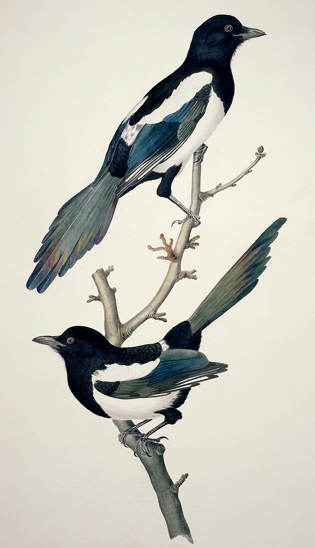 Comon magpies,19th century artwork
