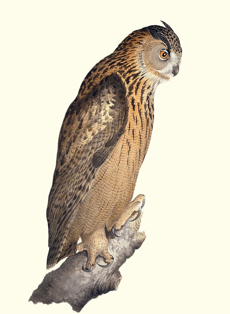 Eurasian eagle-owl,19th century artwork