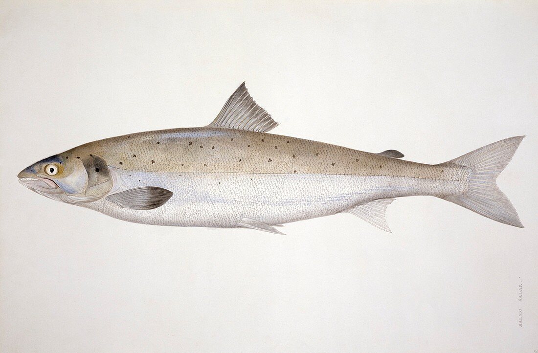 Atlantic salmon,19th century artwork