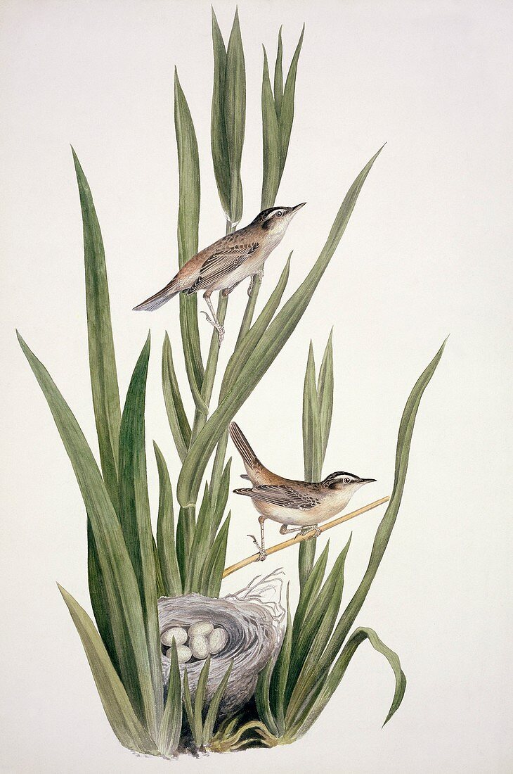 Sedge warbler,19th century