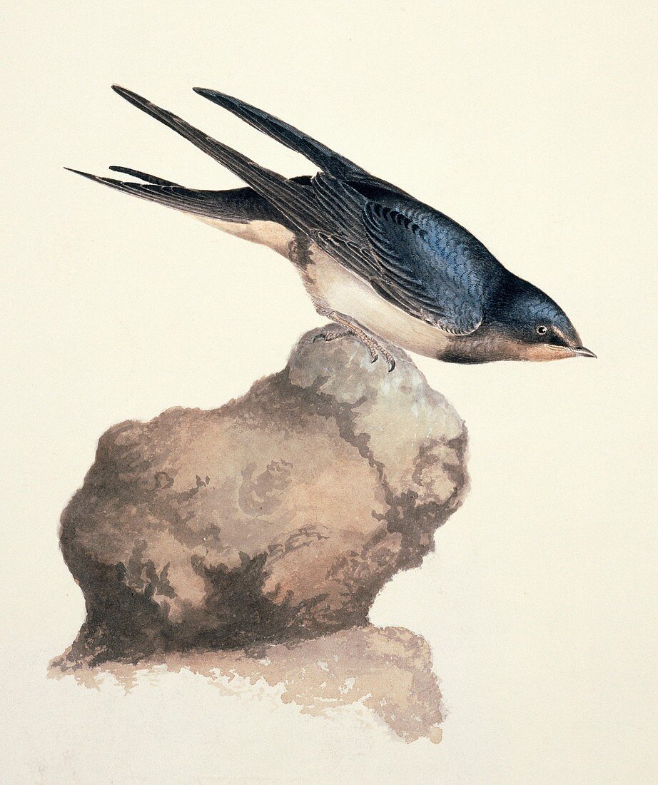 Barn swallow,19th century