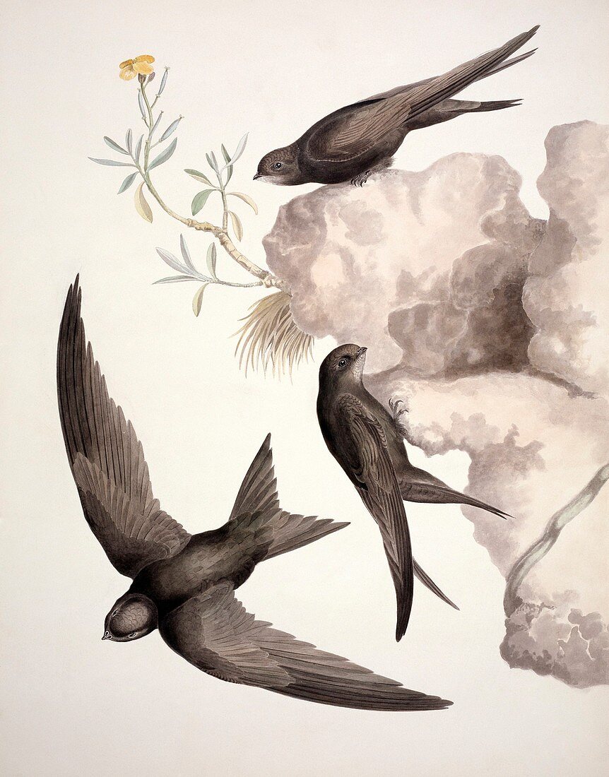 Common swift,19th century