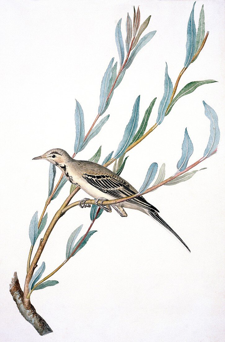 White wagtail,19th century