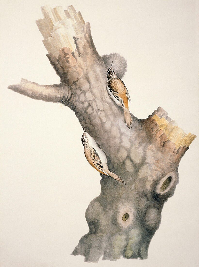 Eurasian treecreepers,artwork