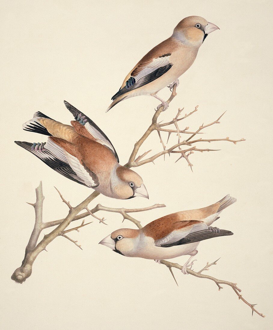 Hawfinches,19th century artwork