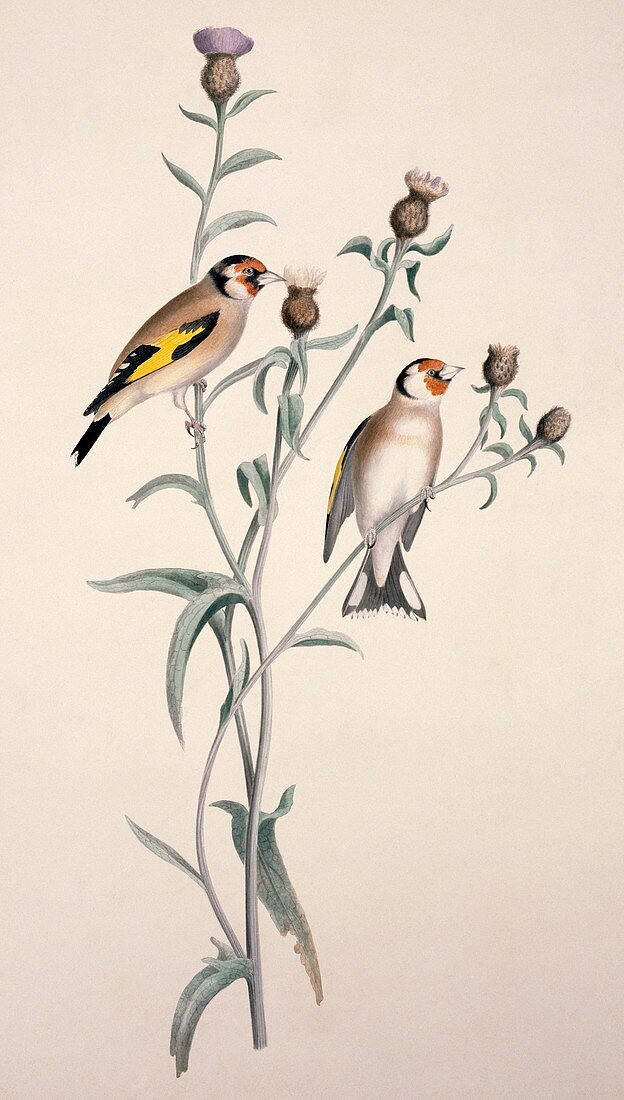 European goldfinch,19th century