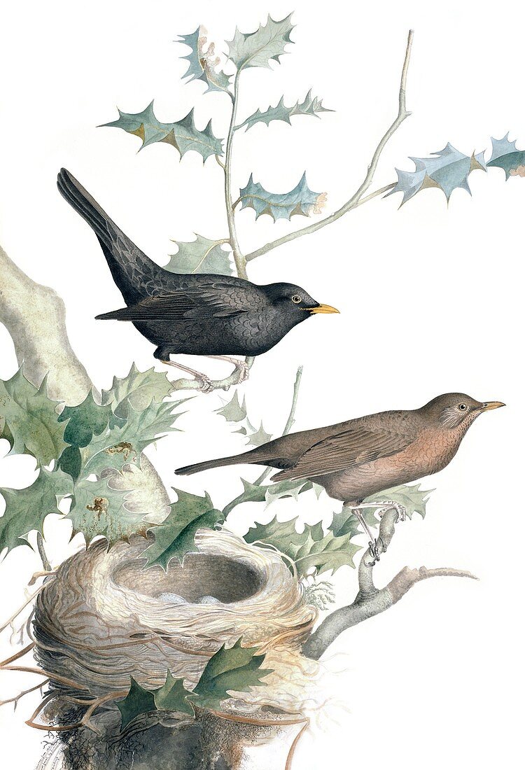 Eurasian blackbird,19th century