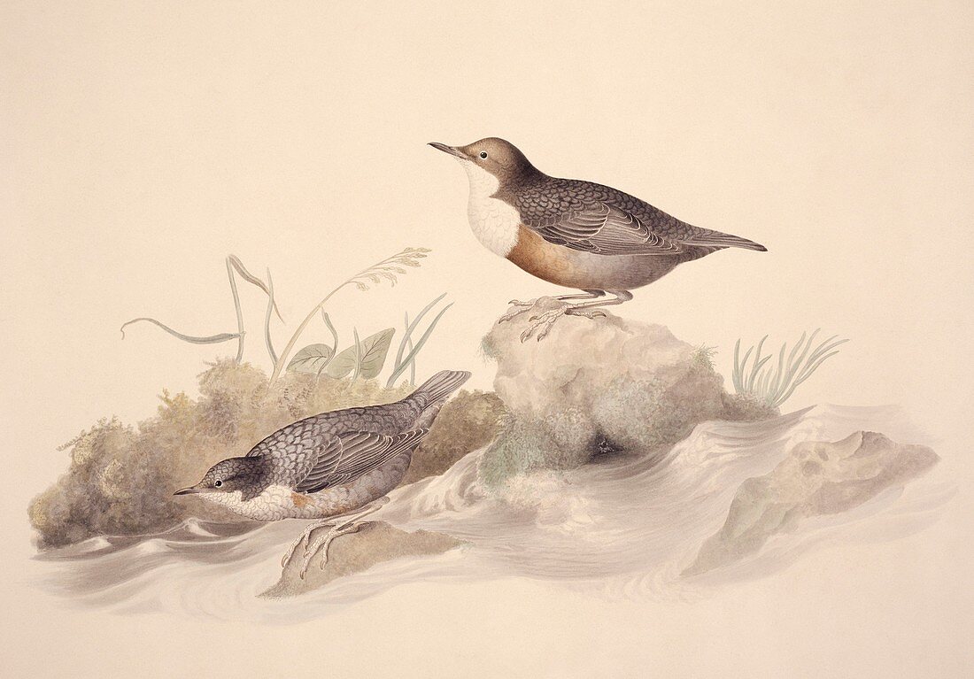White-throated dippers,artwork