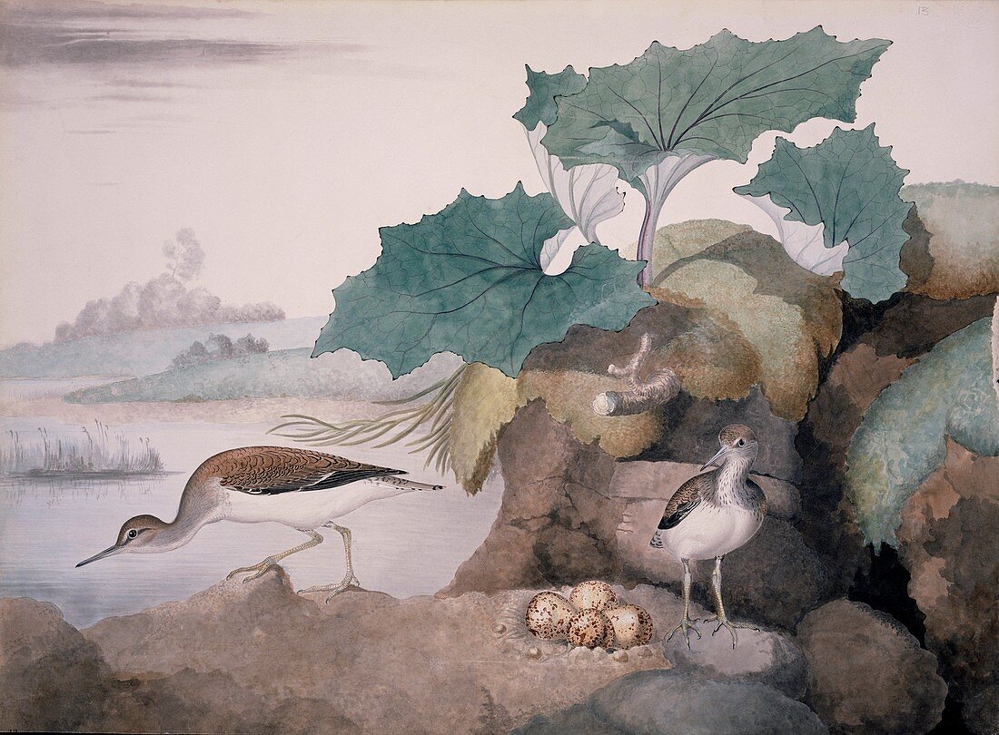 Common sandpipers,19th century artwork