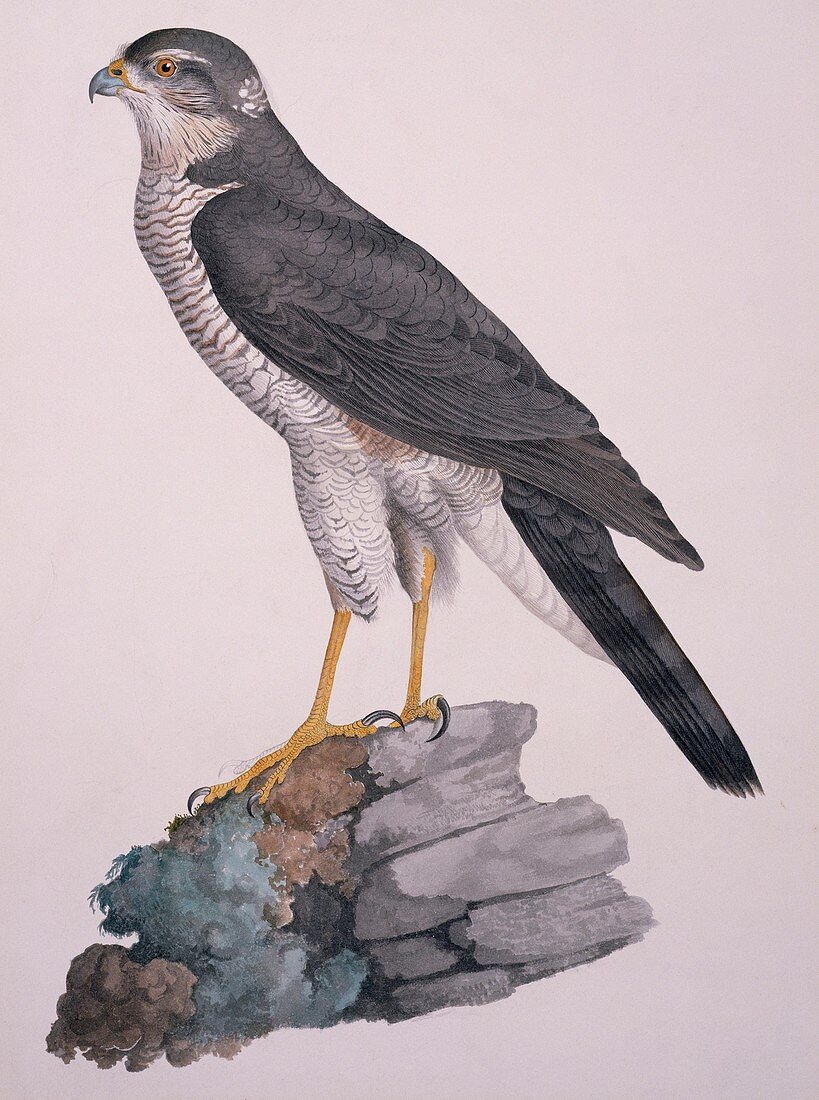 Eurasian sparrowhawk,19th century