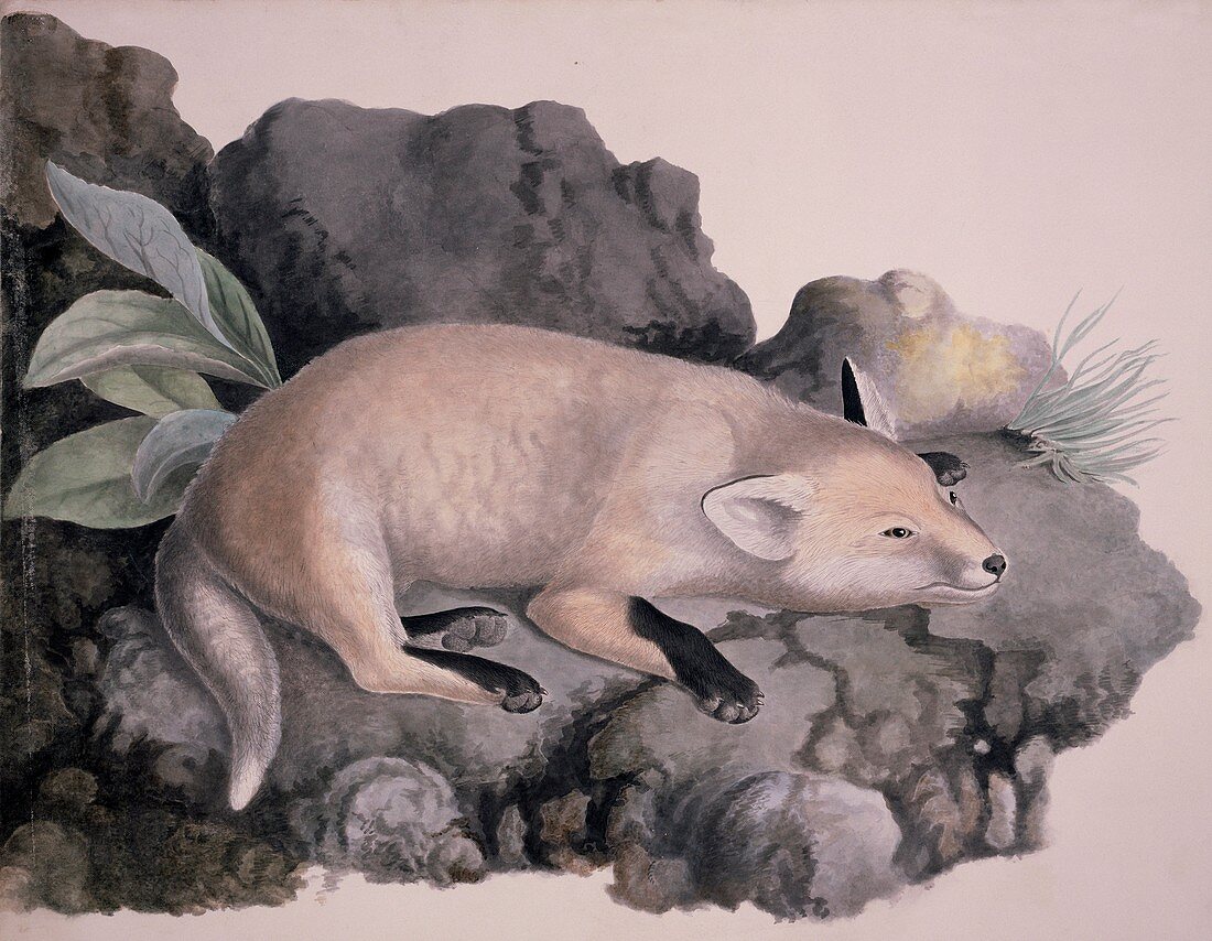 Red fox,19th century artwork