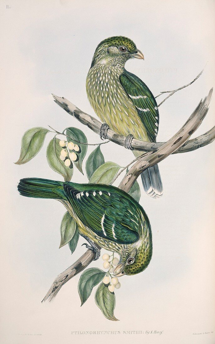 Satin bowerbirds,19th century artwork