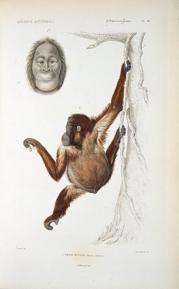 Bornean orangutan,19th century