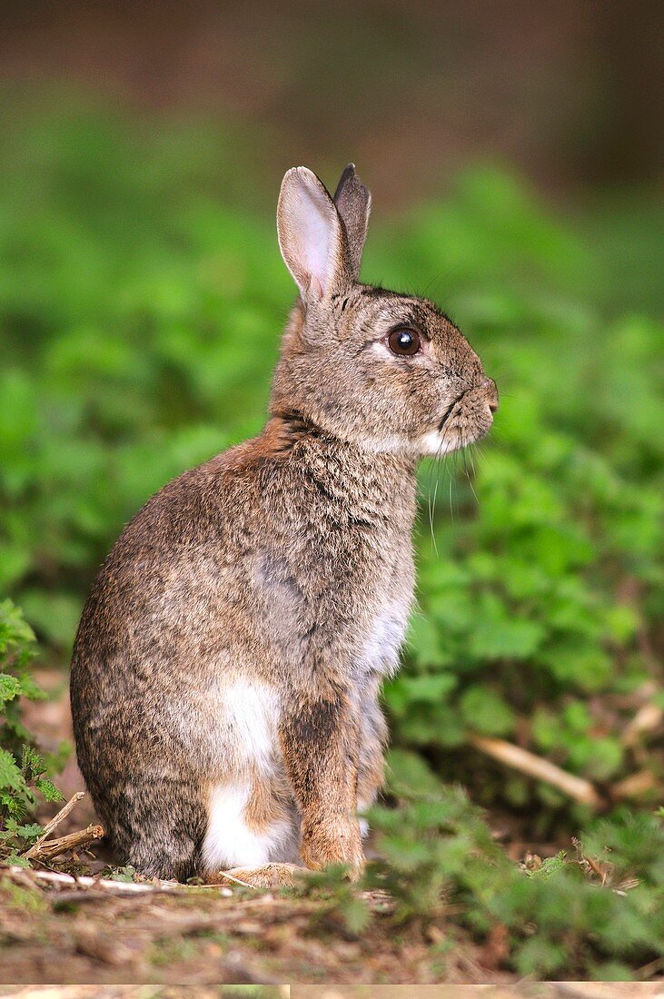 Adult rabbit