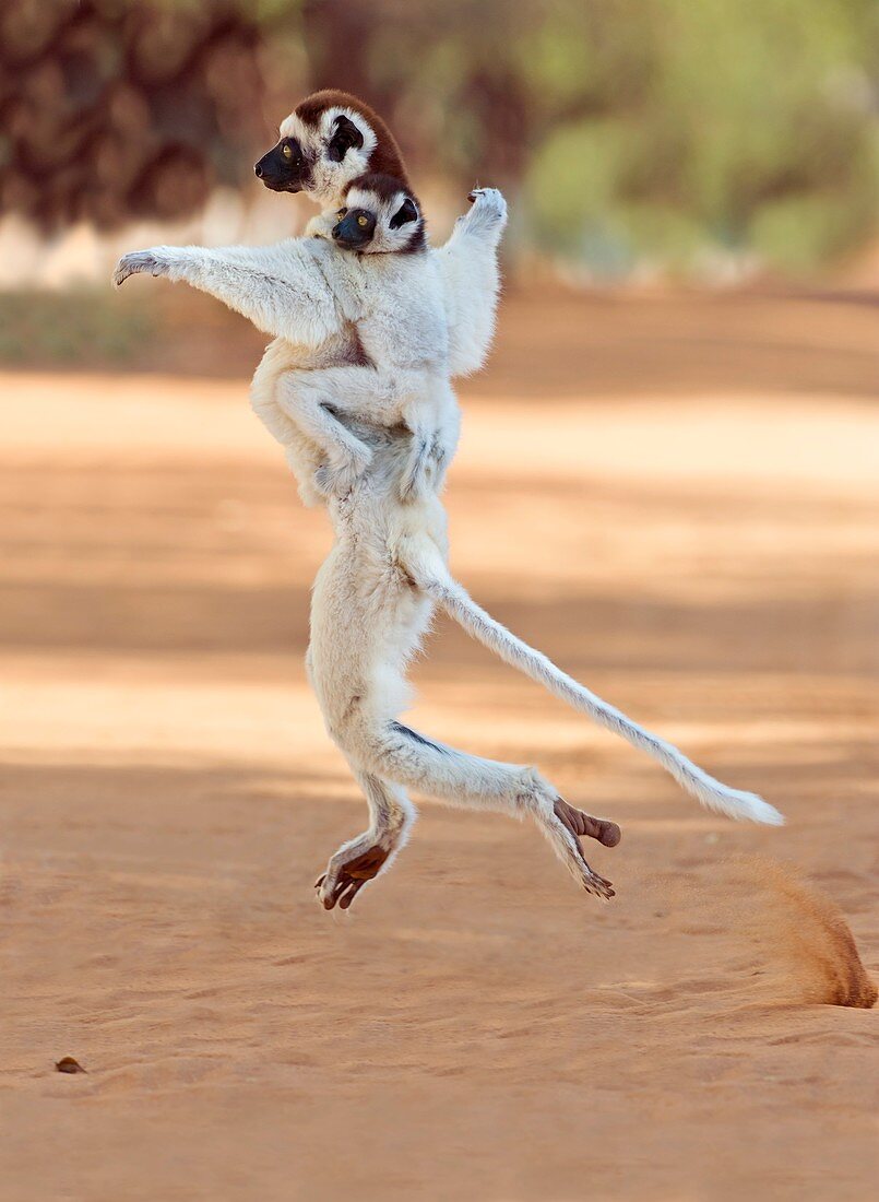 Verreaux's sifaka mother and baby