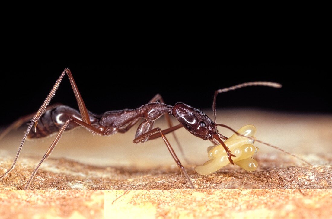 Trap-jaw ant carrying eggs