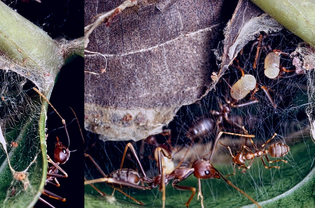 Weaver ants building a nest