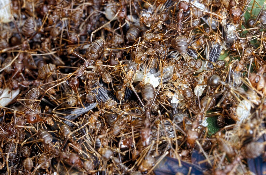 Weaver ants