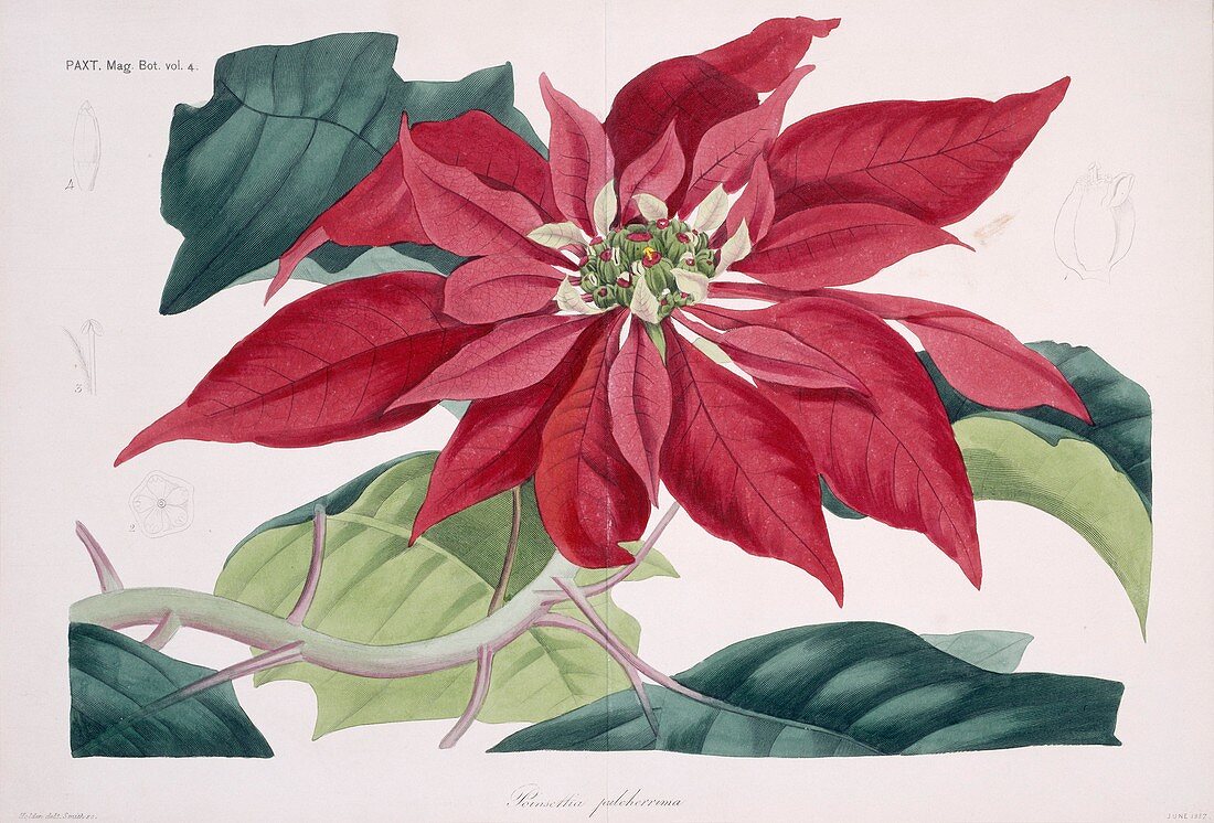 Poinsettia flower,historical artwork