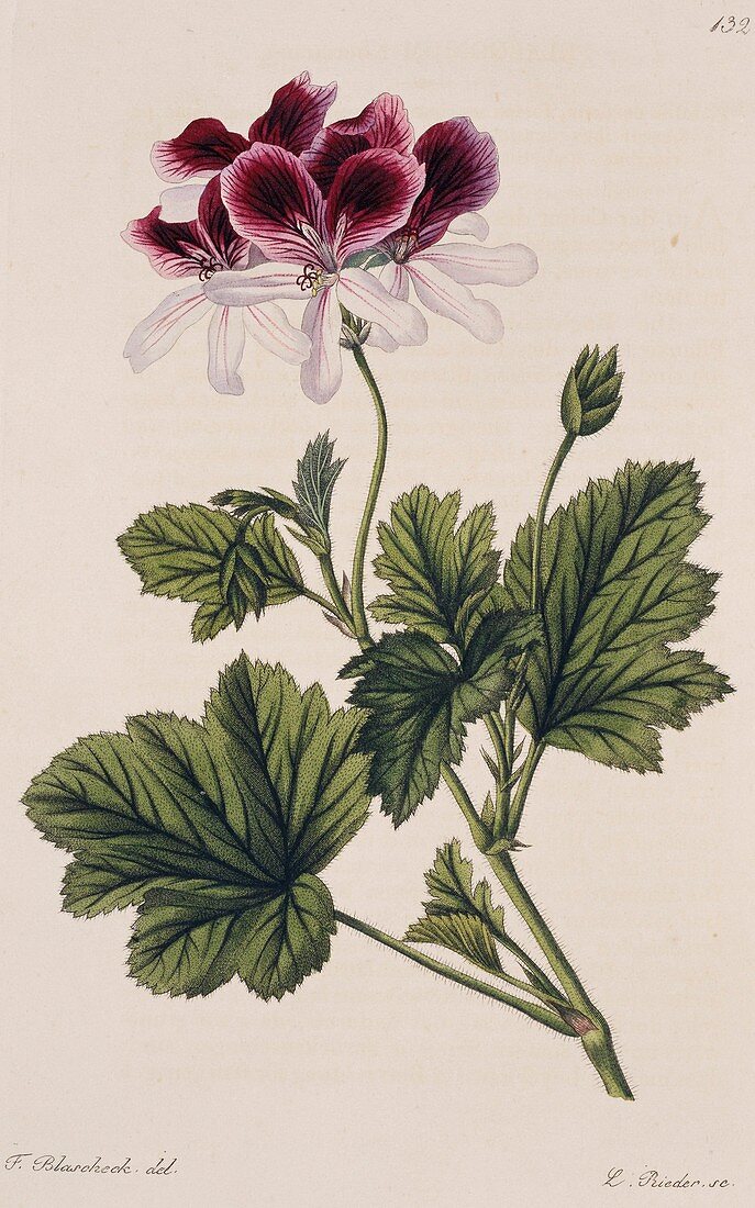 Geranium (Pelargonium klierianum)