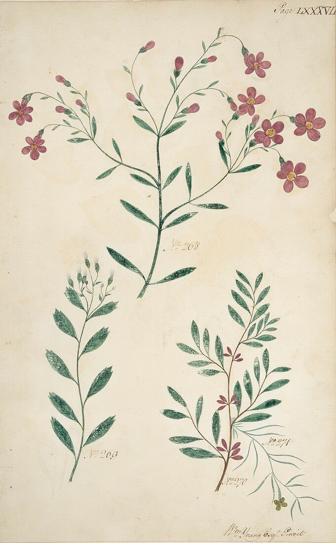 Flowering plants,18th century artwork