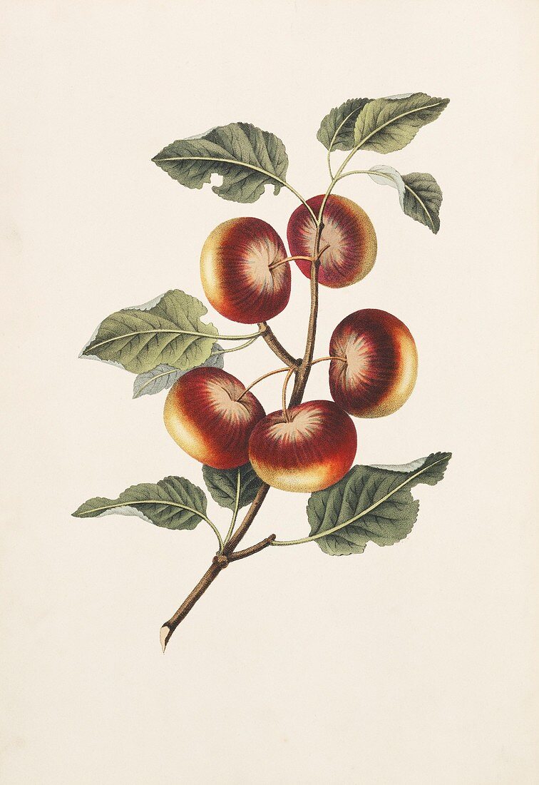 Apples,19th century