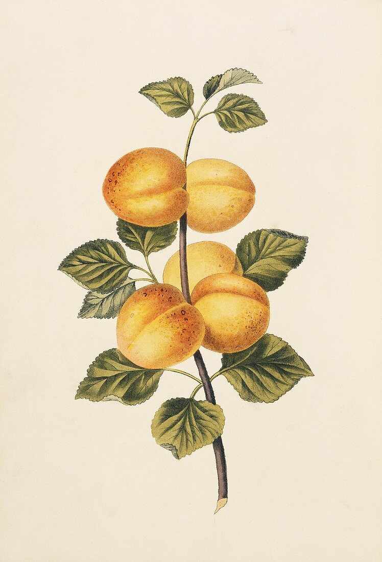 Apricots,19th century