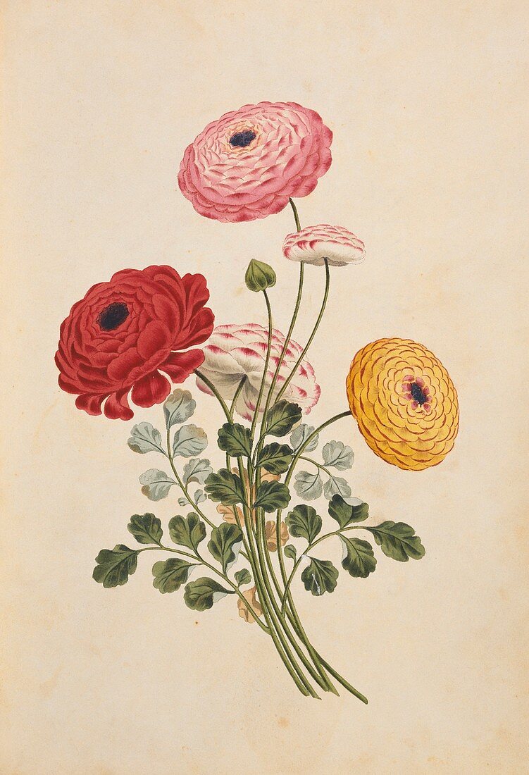 Buttercup flowers,19th century