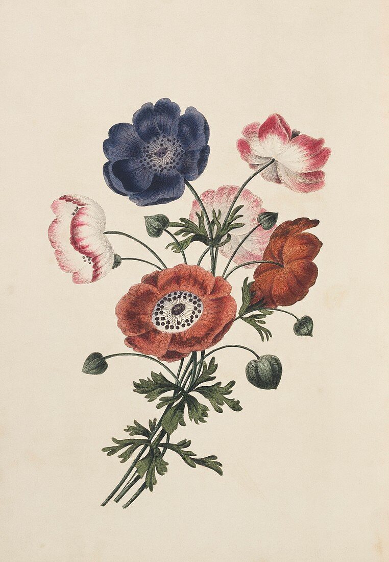 Anemone flowers,19th century