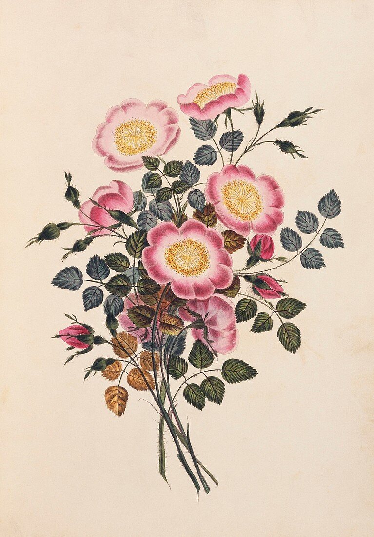 Dog rose flowers,19th century