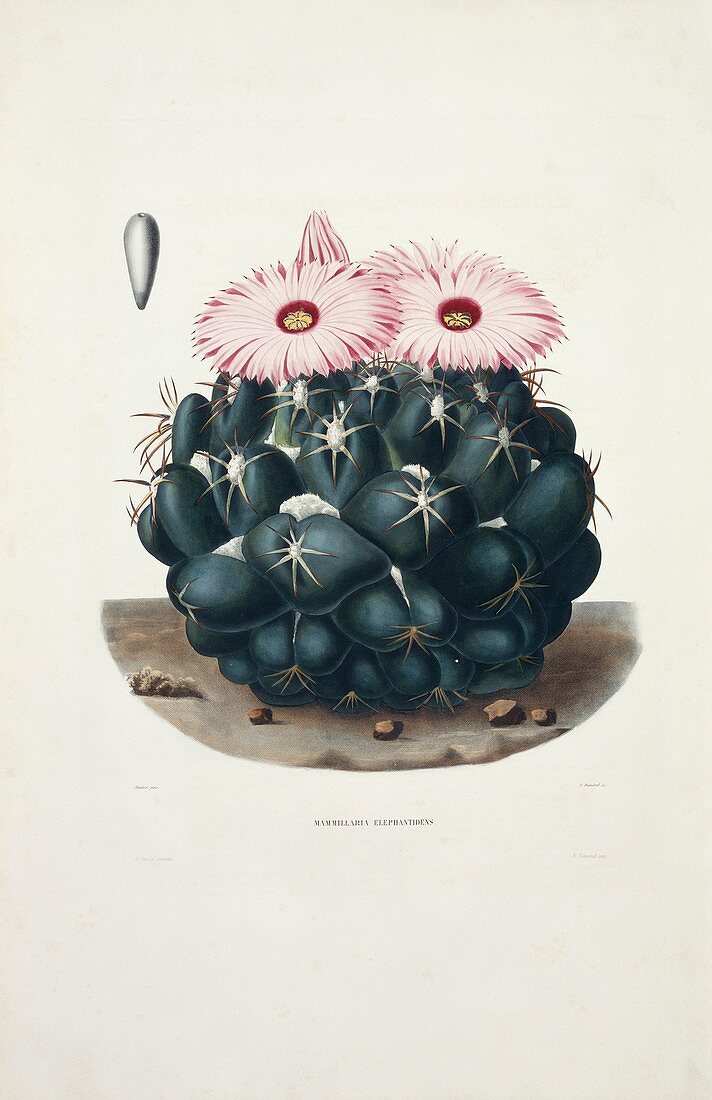 Mammillaria cactus,19th century