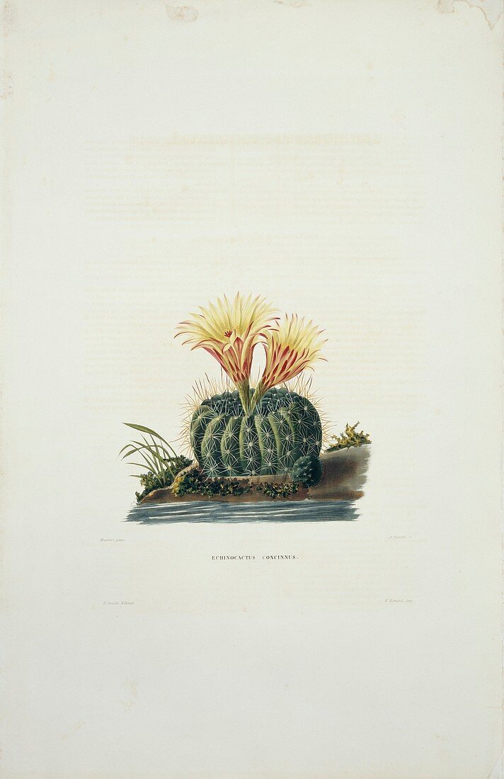 Sun cup (Echinocactus concinnus) cactus