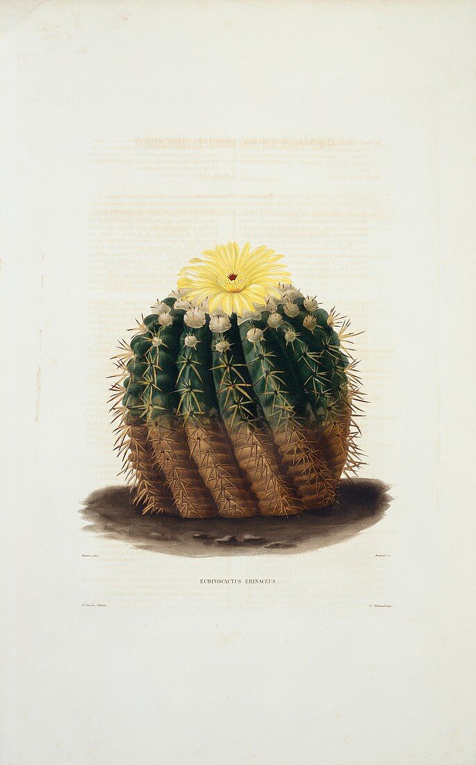 Echinocactus erinaceus cactus,artwork