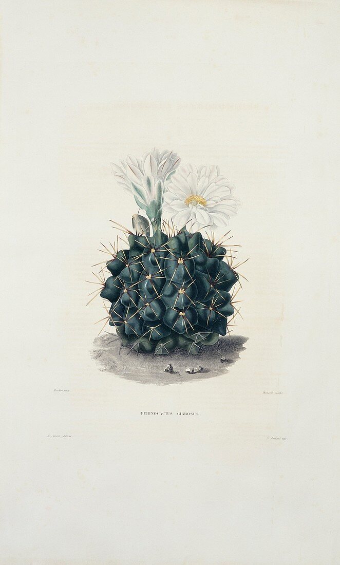 Echinocactus gibbosus cactus,artwork