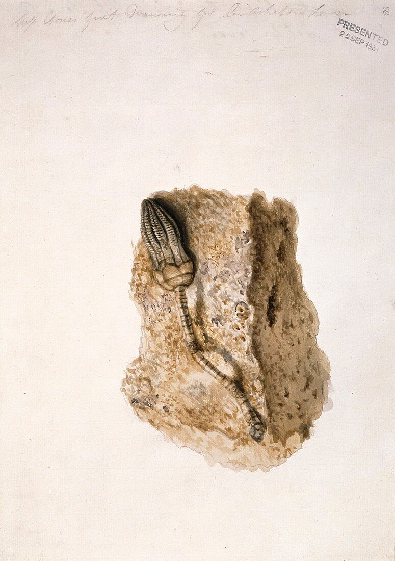 Fossil crinoid,artwork