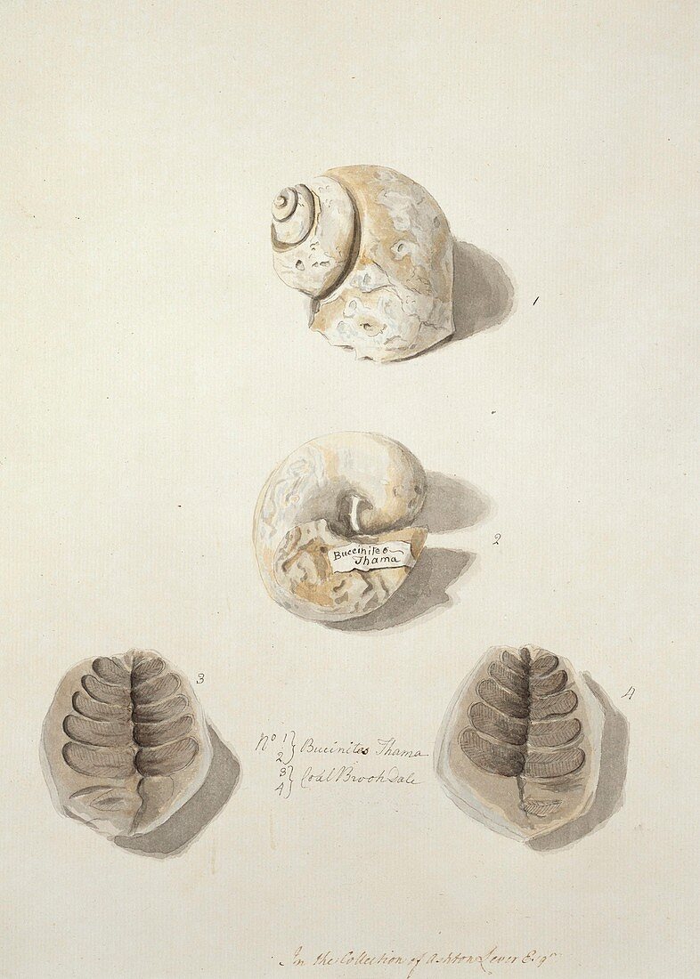 Snail and leaf fossils,artwork