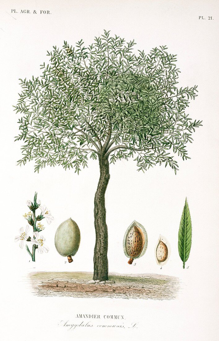 Almond tree,19th century