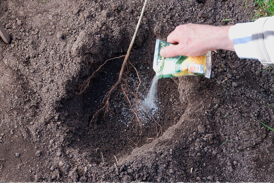 Bare-root mycorrhizal fungi treatment