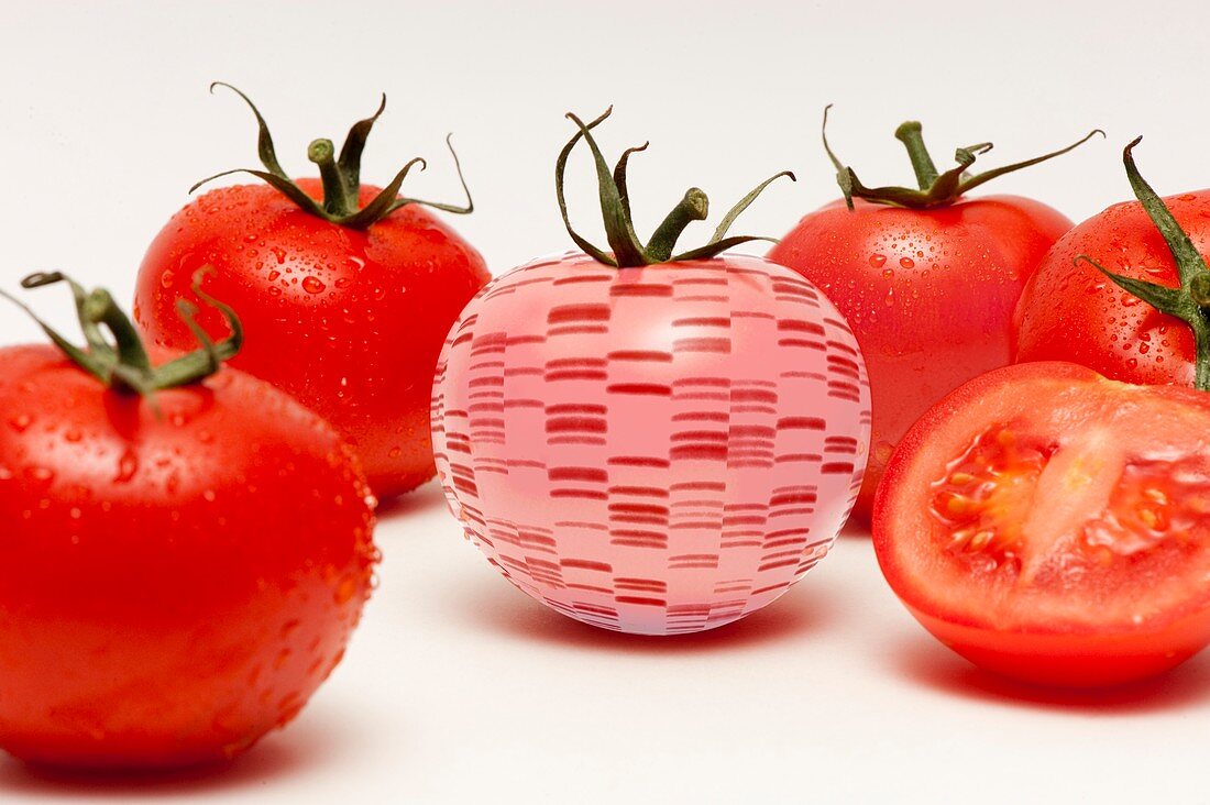 Conceptual image of tomato DNA