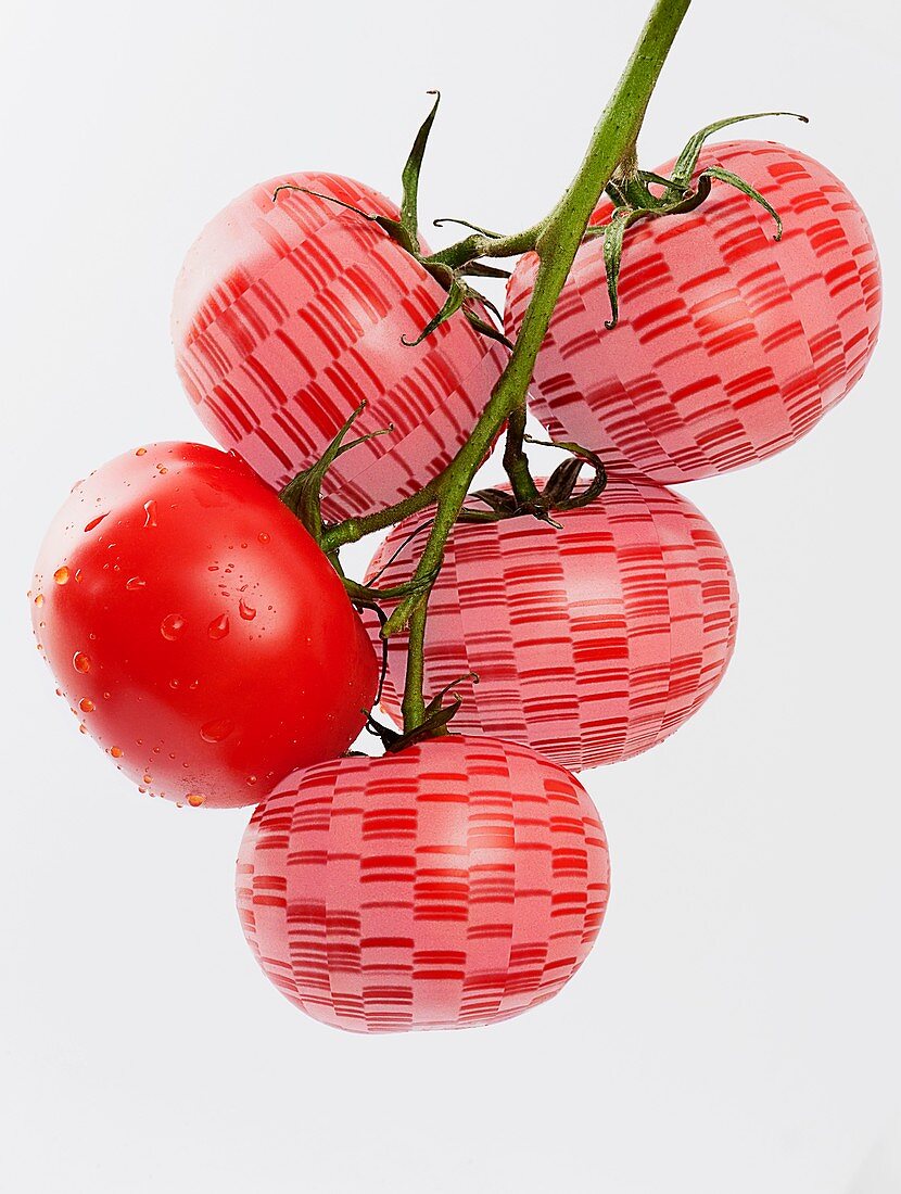 Conceptual image of tomato DNA