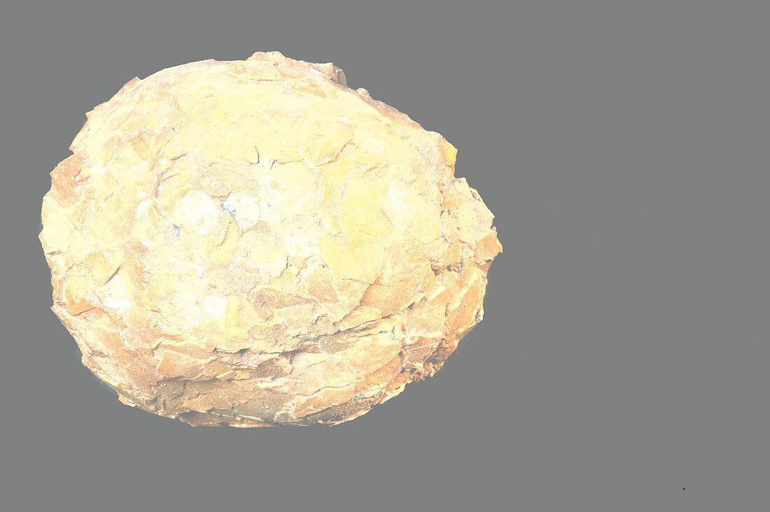 Dinosaur egg fossil