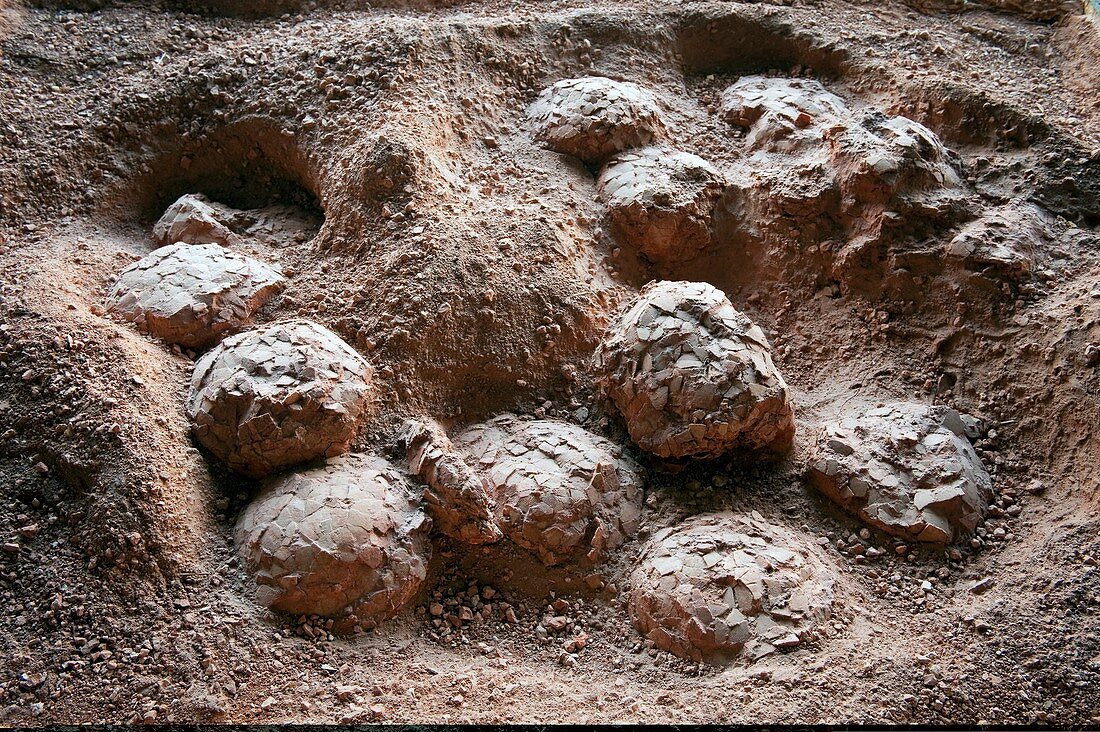 Dinosaur egg fossils