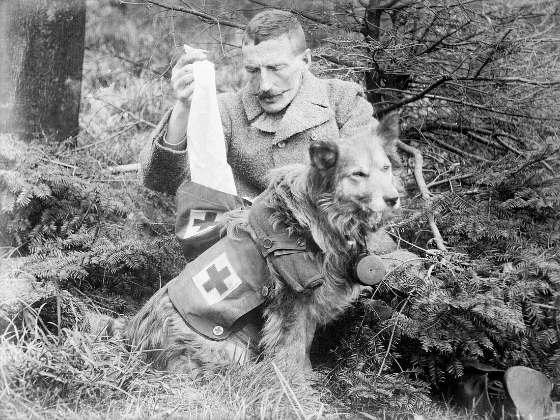 British Military first aid dog