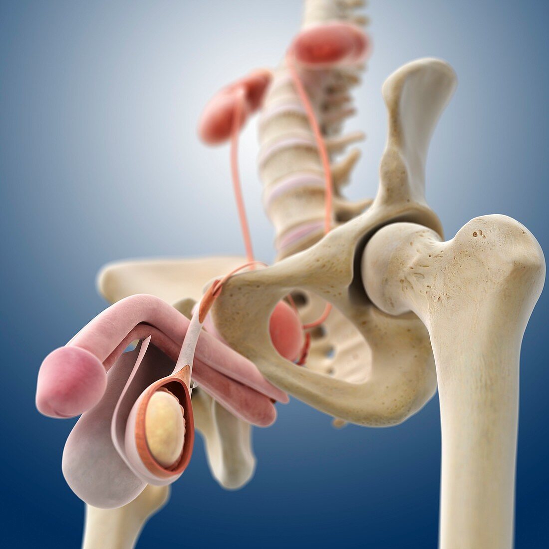 Male genitourinary system,artwork